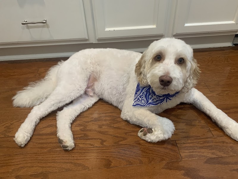 Dazzling Dogz Grooming LLC