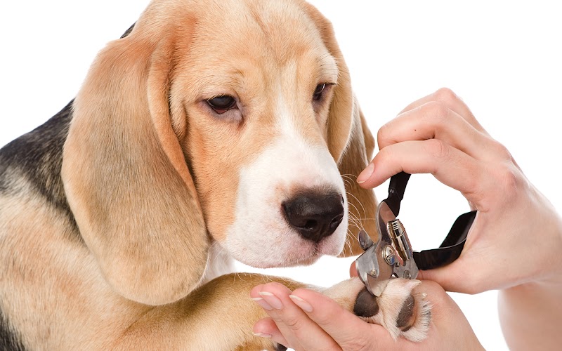 Oak Heart Veterinary Hospital & Emergency at South Saunders