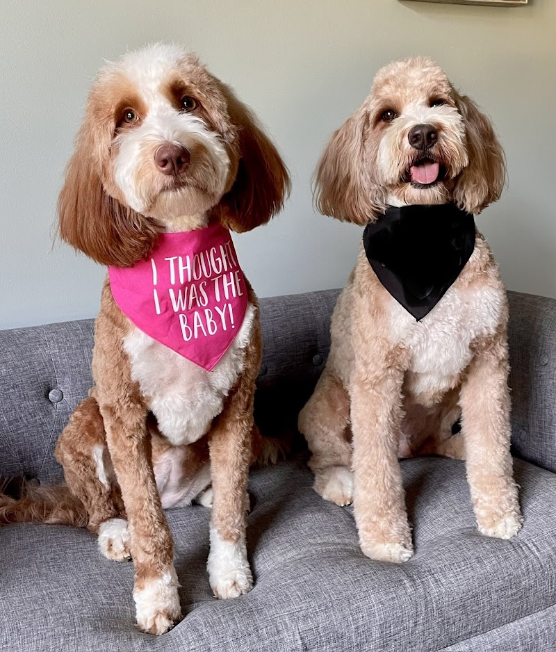 Mosa Pet Spa & Resort