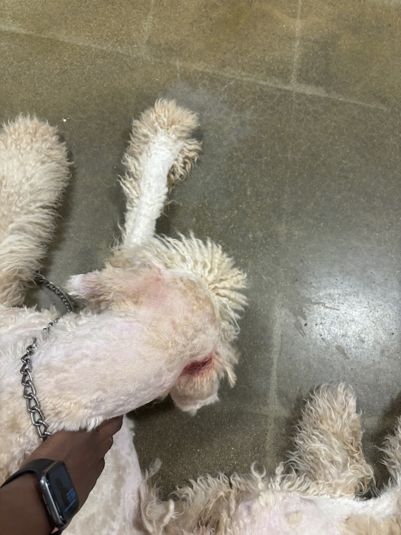 PetSmart Grooming