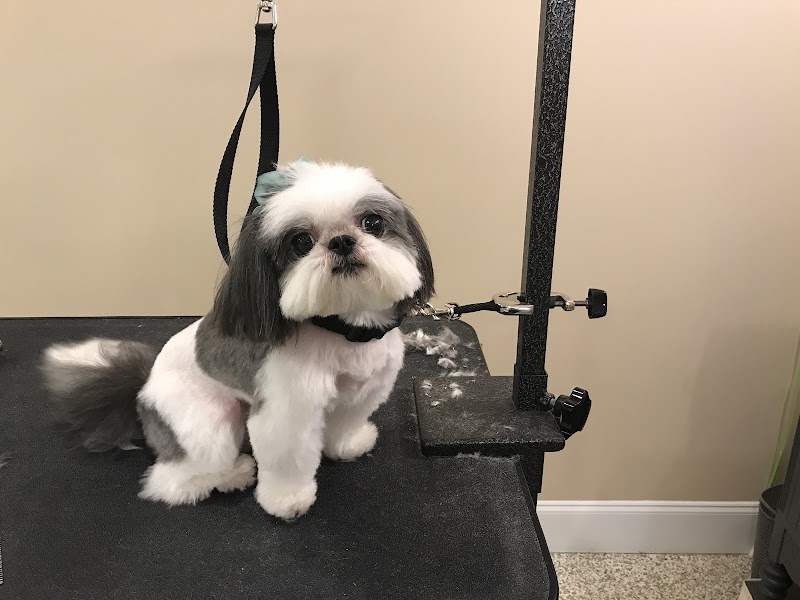 Hot Dogs Grooming & Day Spa