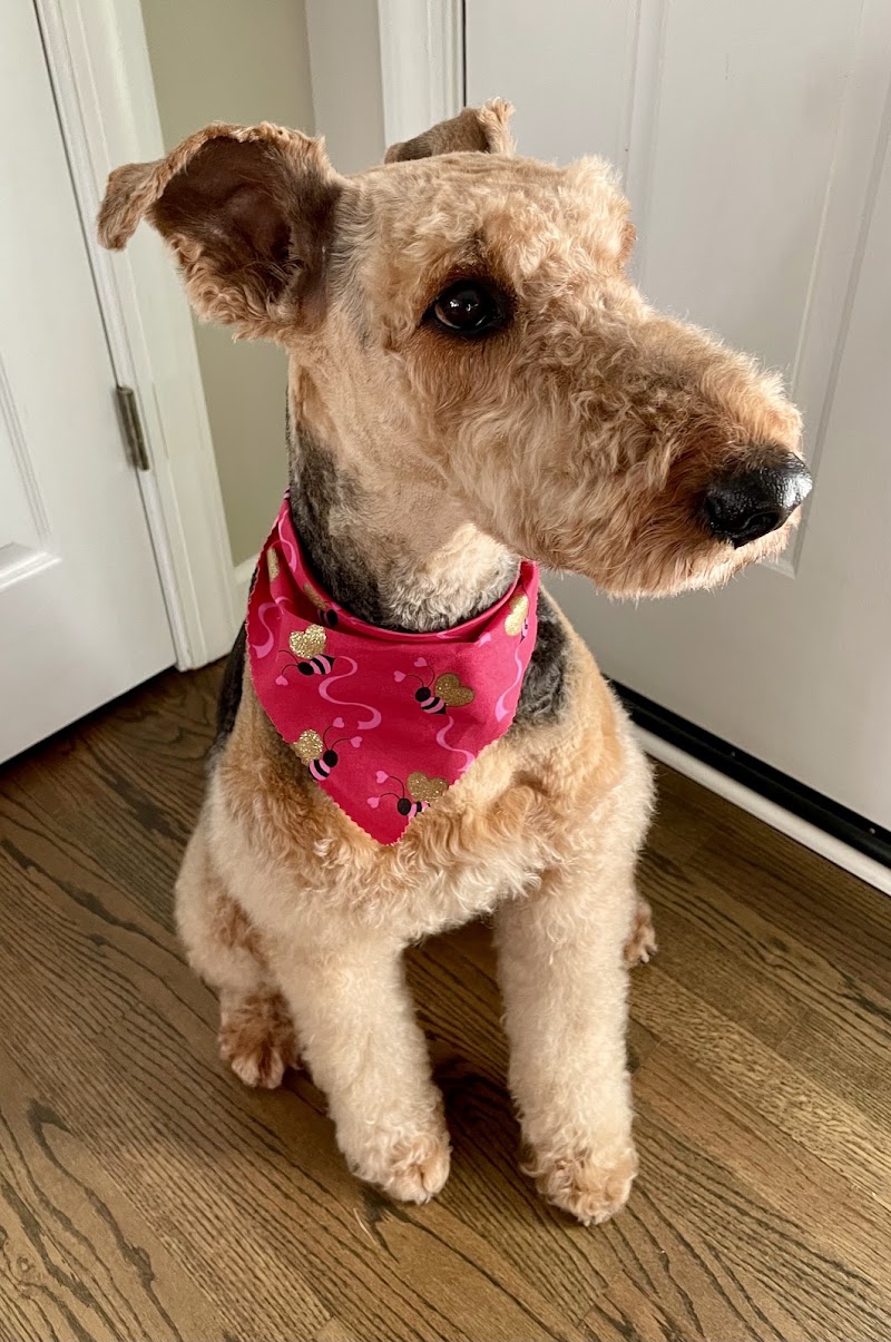 Old Town Dog Grooming